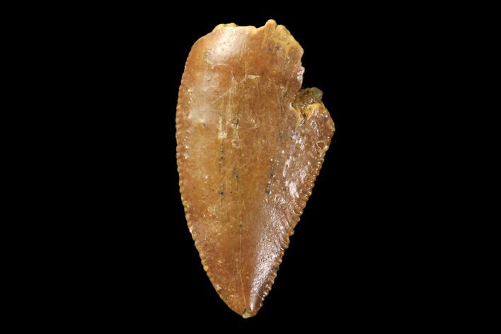 Serrated, Raptor Tooth - Real Dinosaur Tooth #89273